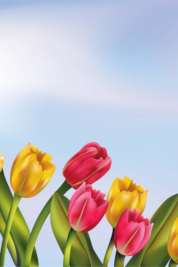 Hình ảnh hoa Tulips