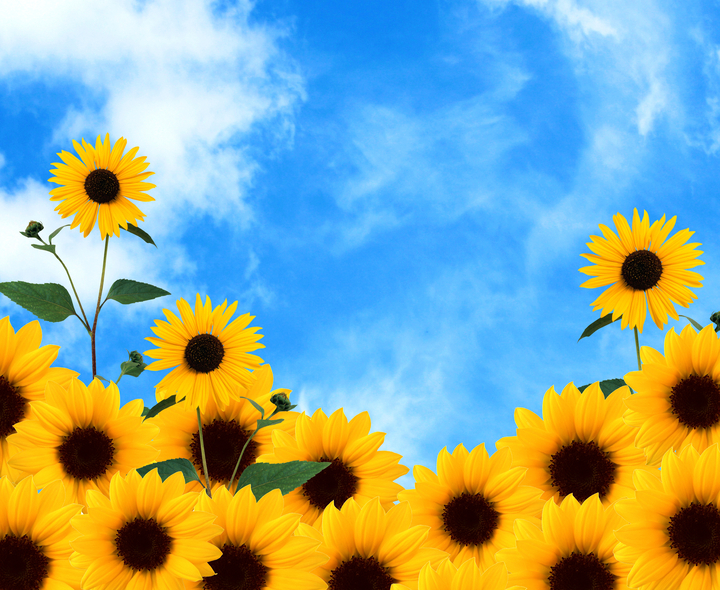 hình ảnh  Hoa hướng dương Cánh hoa hướng dương Hệ thực vật cánh đồng  Nông nghiệp màu vàng màu xanh lá màu xanh da trời Bầu trời Hạt hướng  dương Daisy
