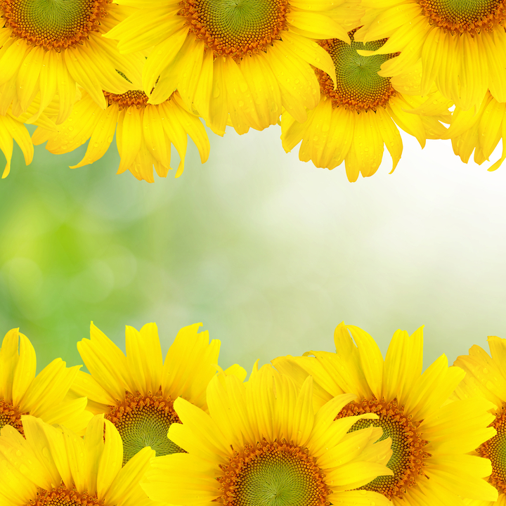hình ảnh  Hoa hướng dương màu vàng Bầu trời thực vật thực vật có hoa  Daisy family Hạt hướng dương Cánh hoa Mùa xuân Hoa dại Hình nền máy  tính 5568x3712  